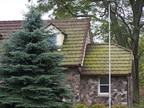 Moss Growing On Stone-Coated Roof